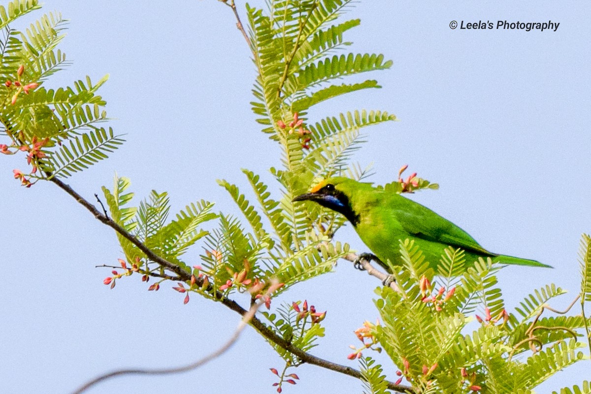 Golden-fronted Leafbird - ML227071111