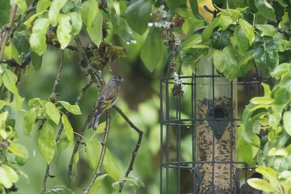 Lawrence's Goldfinch - ML227071271