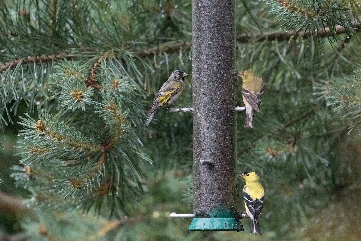 Lawrence's Goldfinch - ML227071291