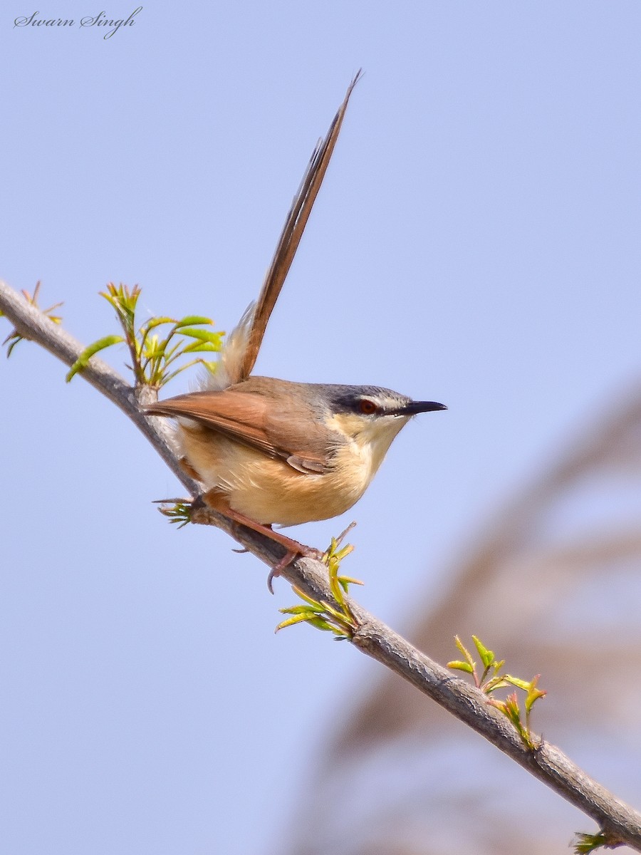 Ashy Prinia - ML227071341