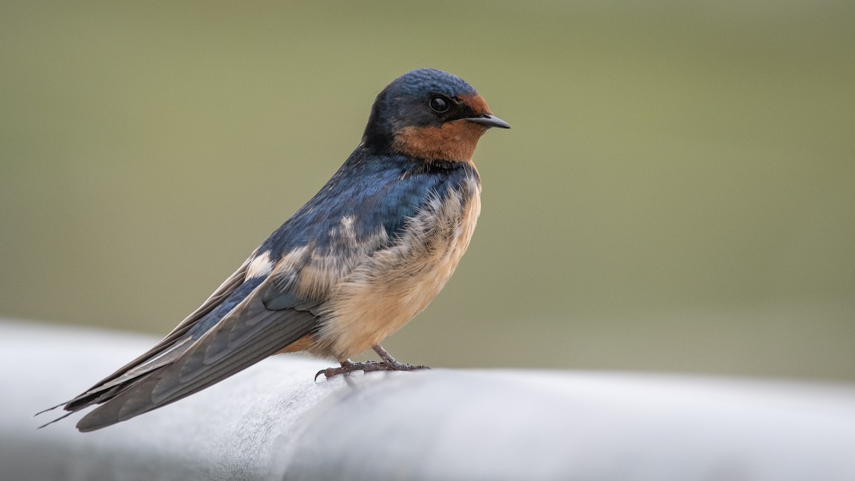 Barn Swallow - Mason Maron