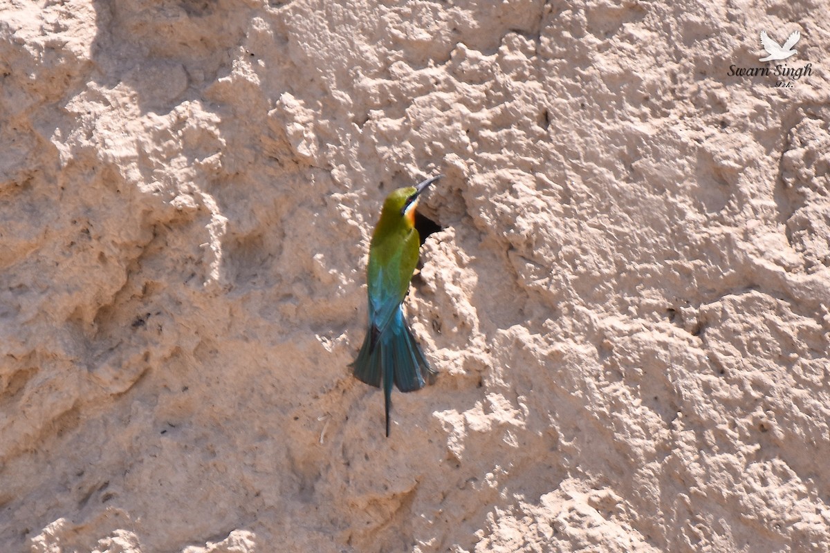 Blue-tailed Bee-eater - ML227077561