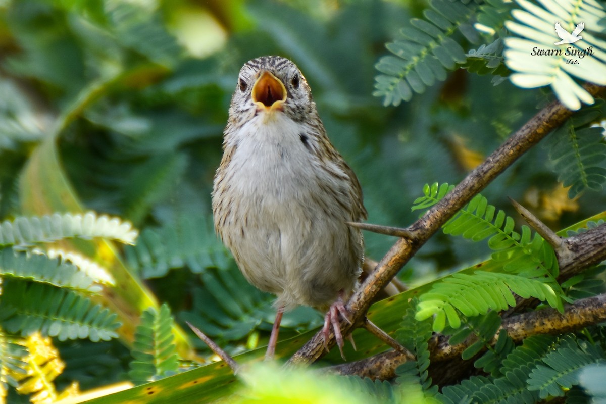 Rufous-vented Grass Babbler - ML227078011