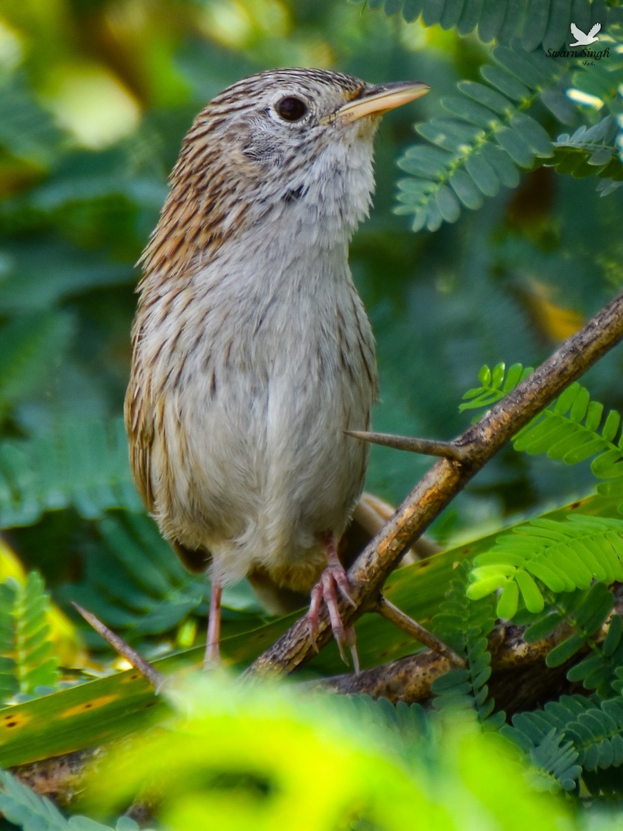 Rufous-vented Grass Babbler - ML227078181