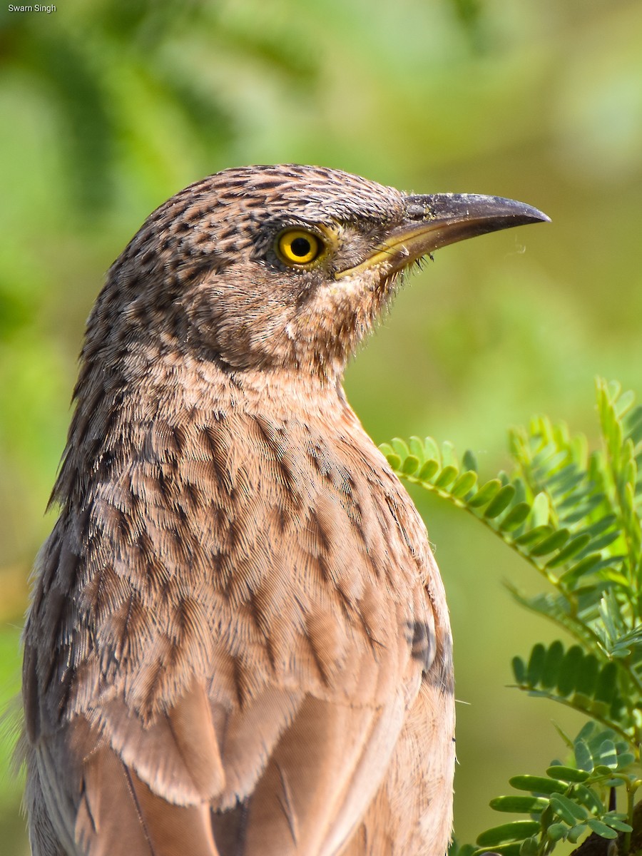 Striated Babbler - ML227078411