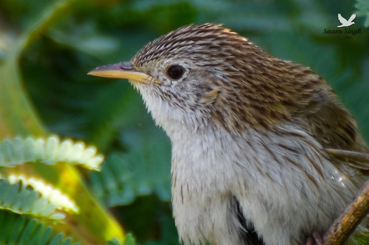 Rufous-vented Grass Babbler - ML227078501