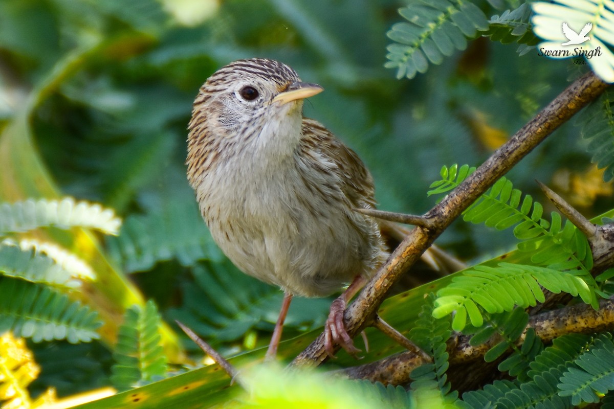 Rufous-vented Grass Babbler - ML227078921