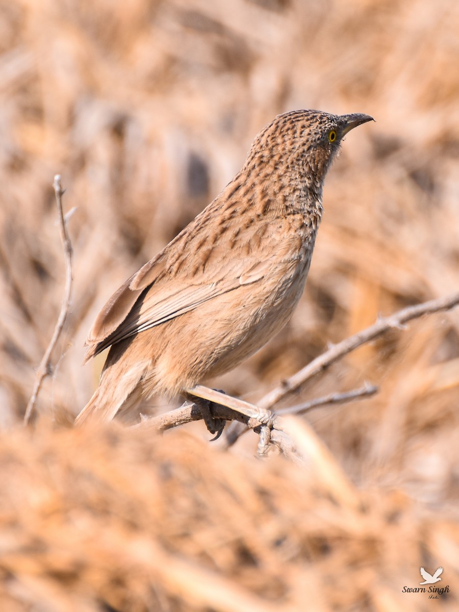 Striated Babbler - ML227078971