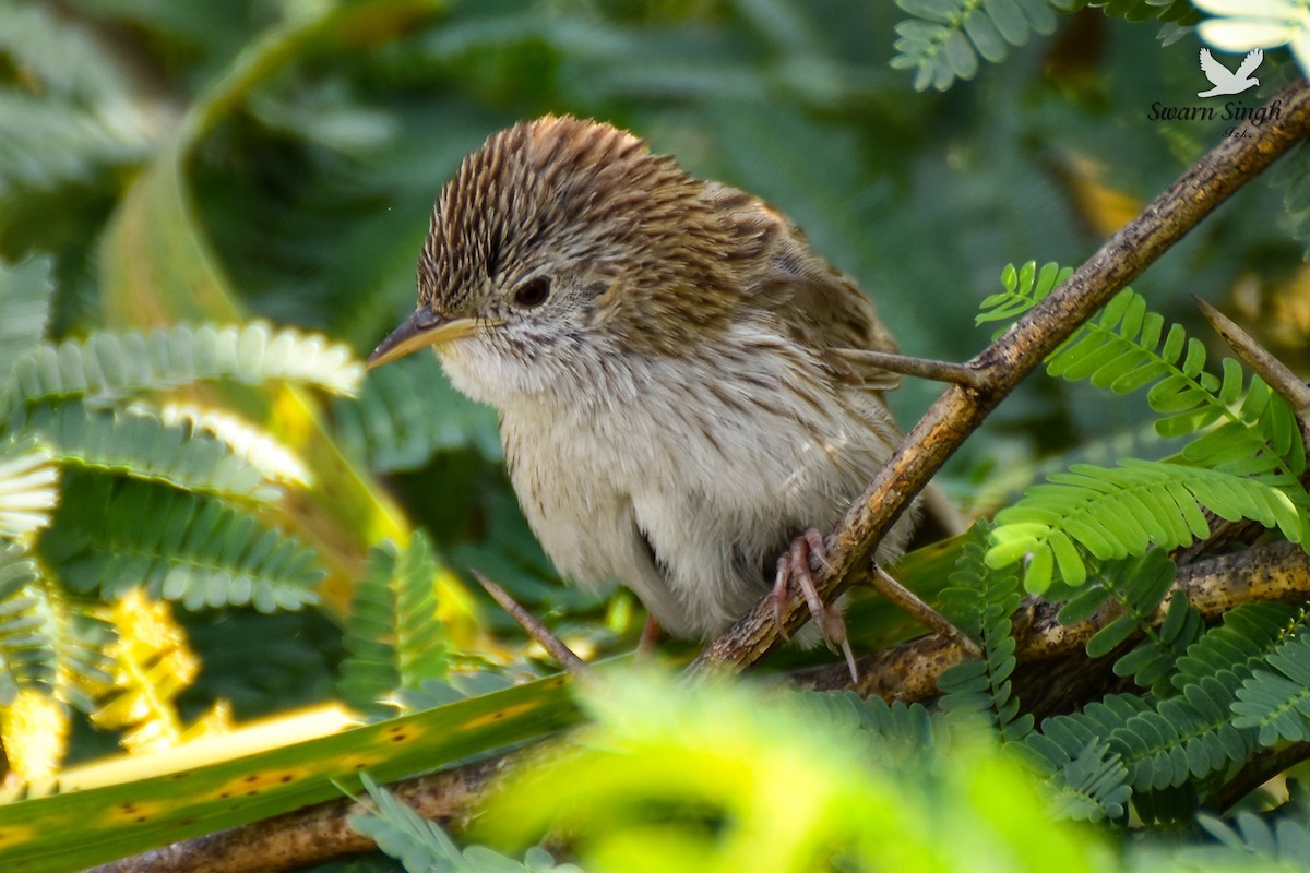 Rufous-vented Grass Babbler - ML227078991
