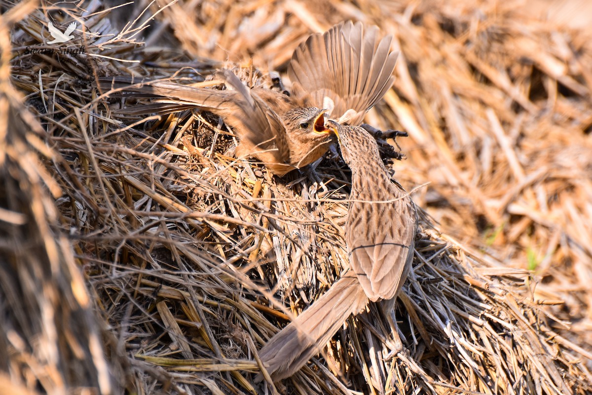 Striated Babbler - ML227079061