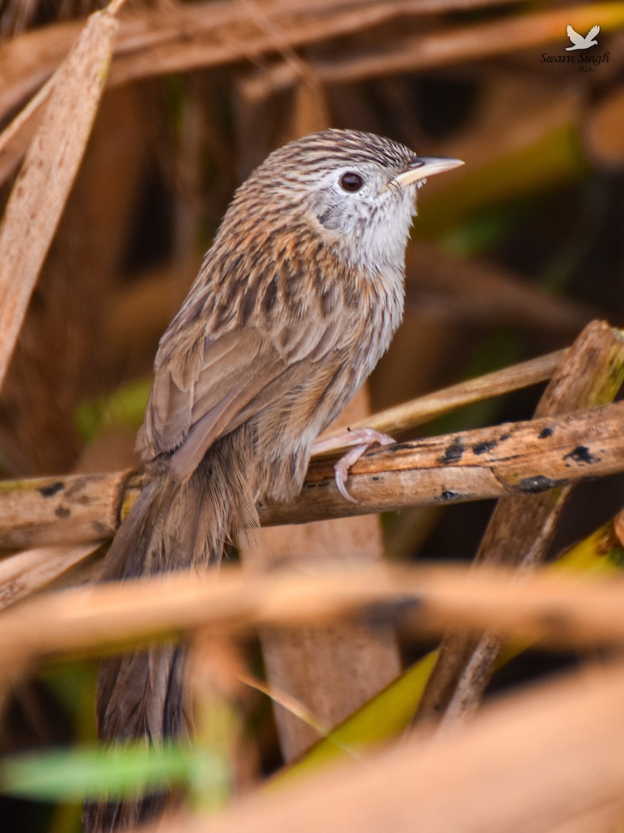 Rufous-vented Grass Babbler - ML227079091