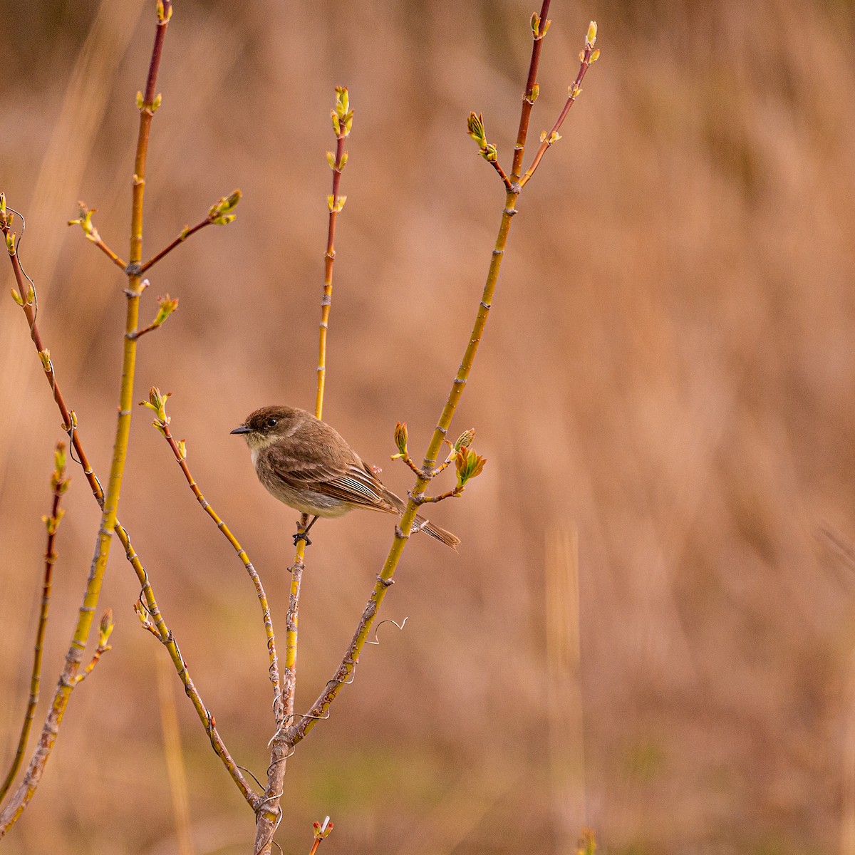 Eastern Phoebe - ML227080881