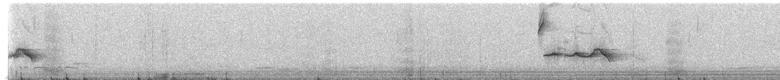 Лінивка-смугохвіст плямистобока (підвид maculatus) - ML227081