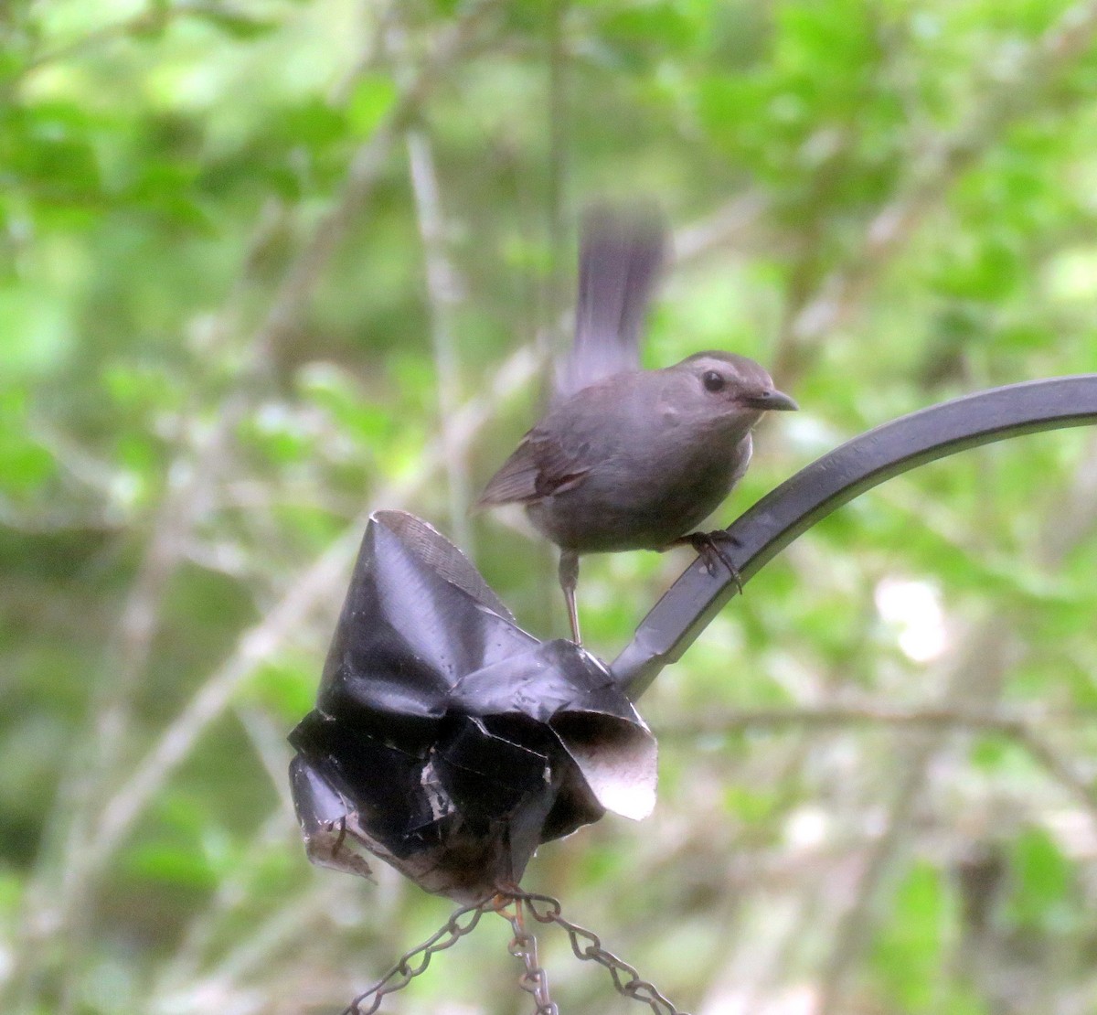 Gray Catbird - ML227081251