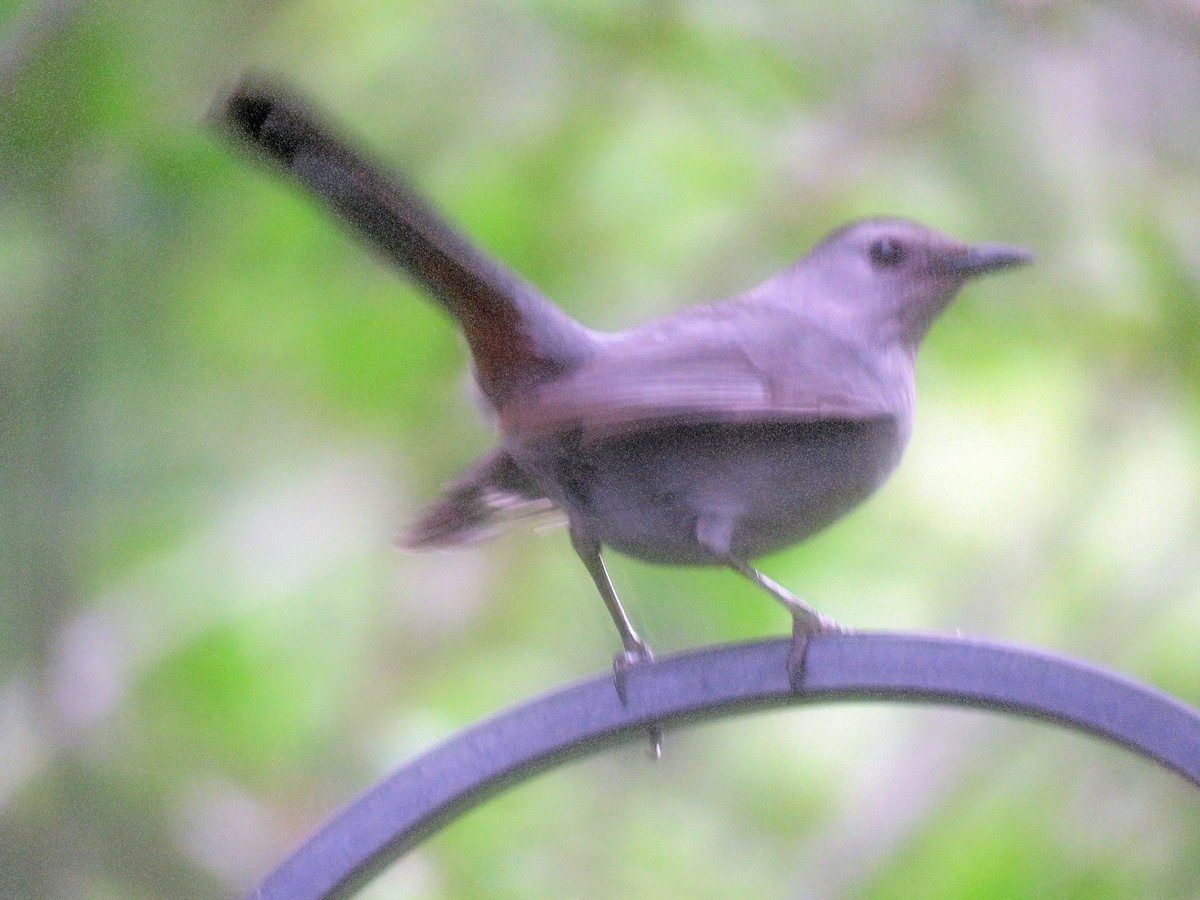 Gray Catbird - ML227081291