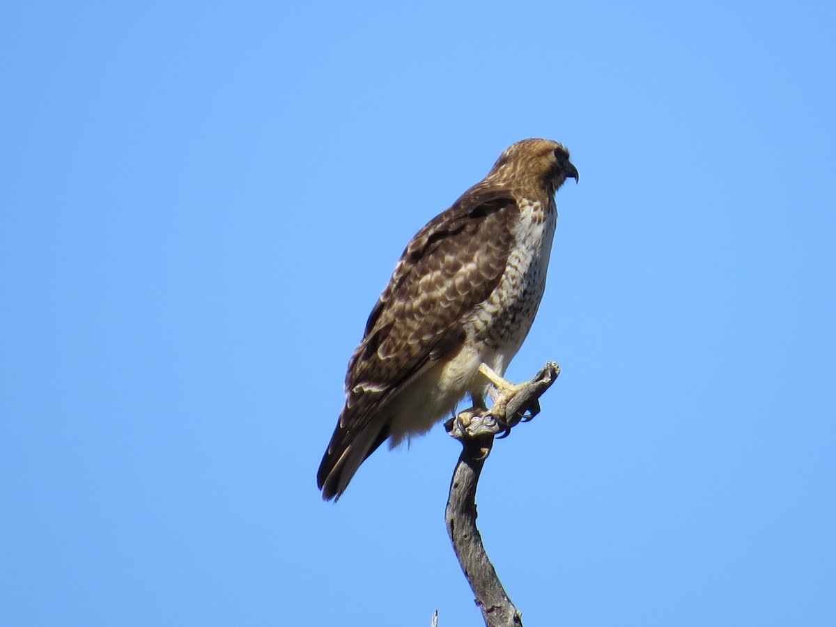 Red-tailed Hawk - Rick Shaw