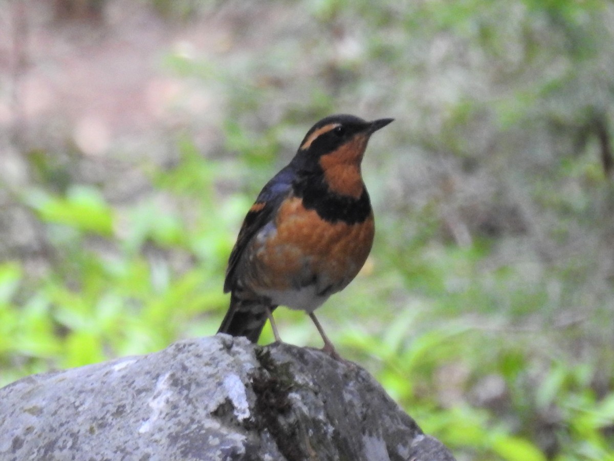 Varied Thrush - ML227082241