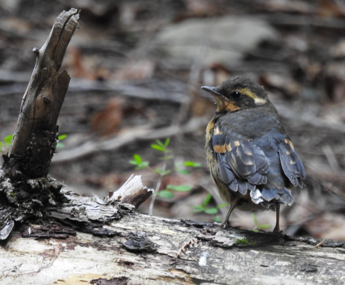 Varied Thrush - ML227082601