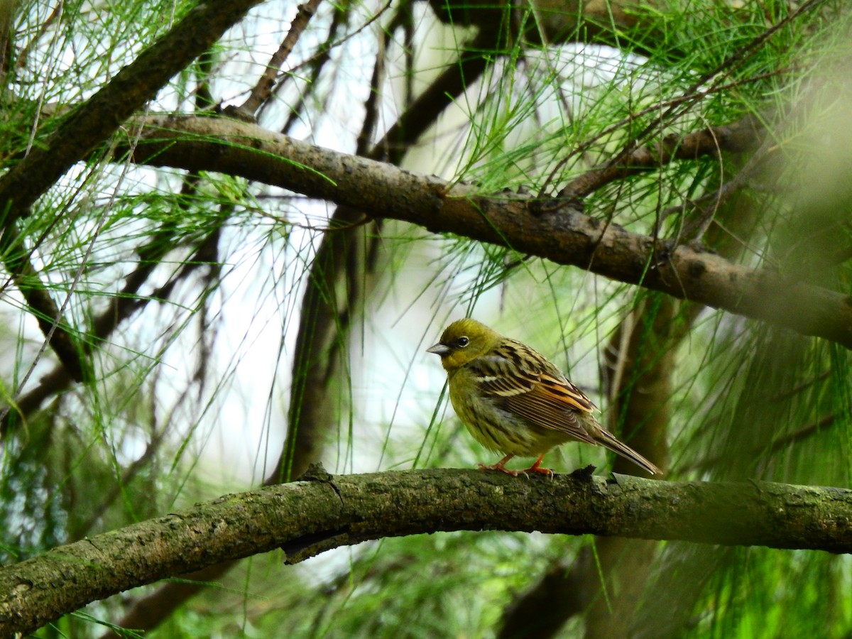 Yellow Bunting - ML227083001