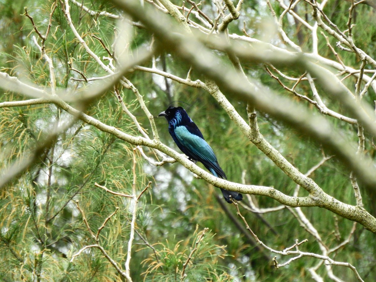 Hair-crested Drongo - Stanley Su