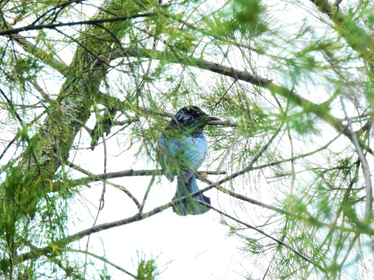 Hair-crested Drongo - Stanley Su