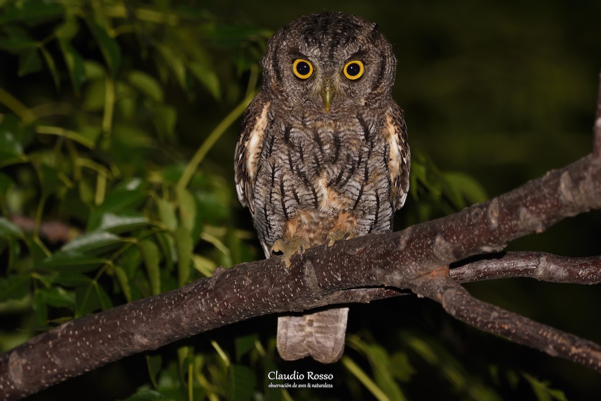 Tropical Screech-Owl - ML227084901