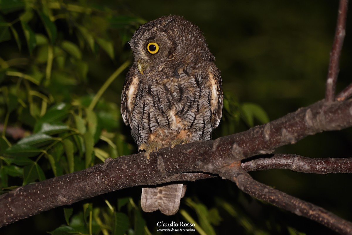 Tropical Screech-Owl - ML227084991