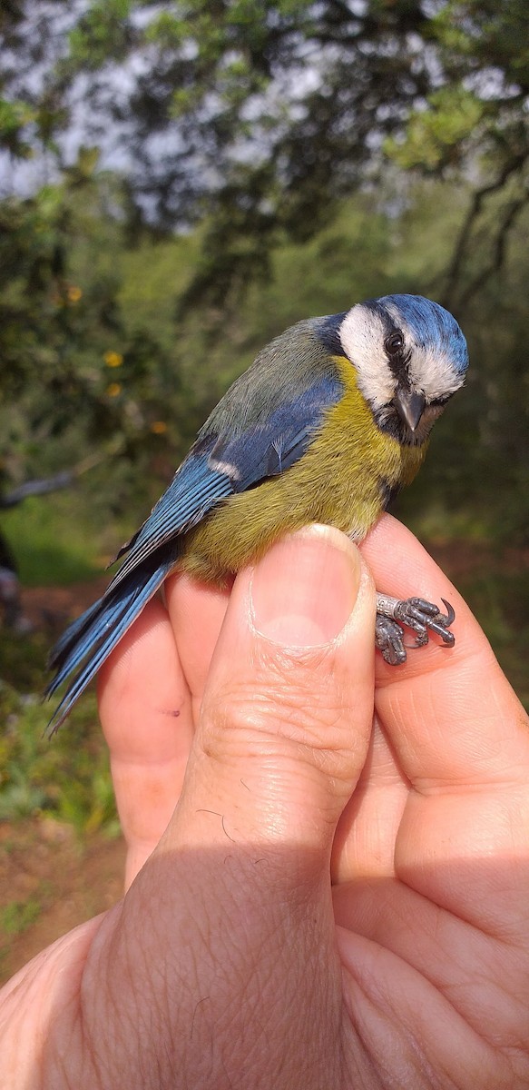 Eurasian Blue Tit - ML227085401