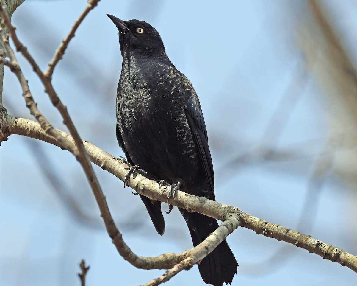 Rusty Blackbird - ML227085661