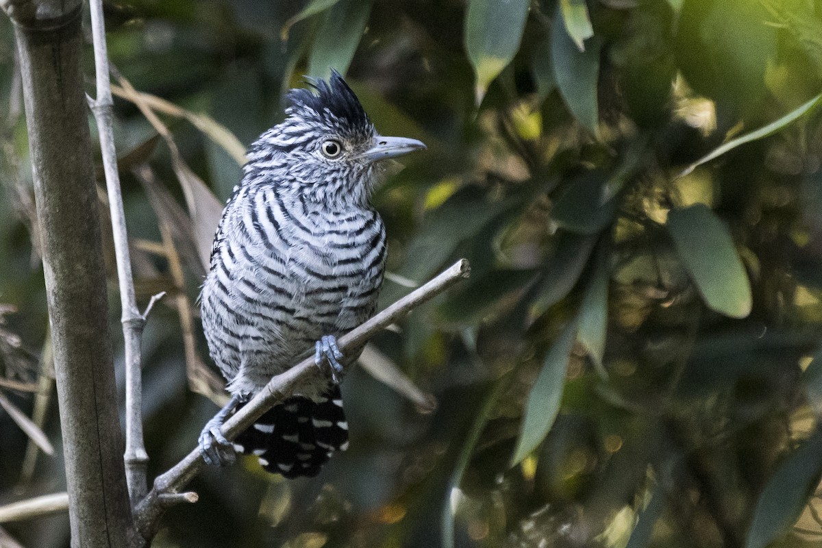 Barred Antshrike (Barred) - ML227085991