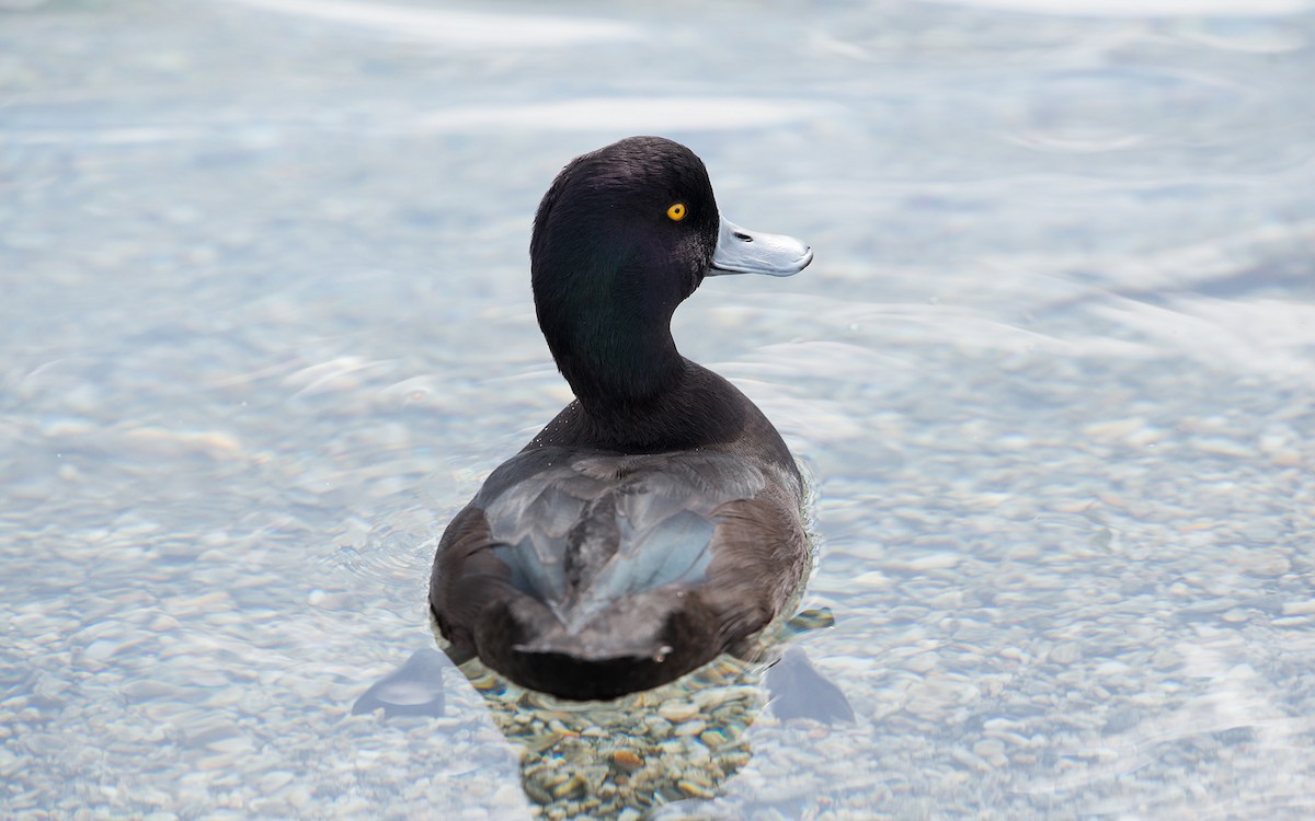 New Zealand Scaup - ML227087431