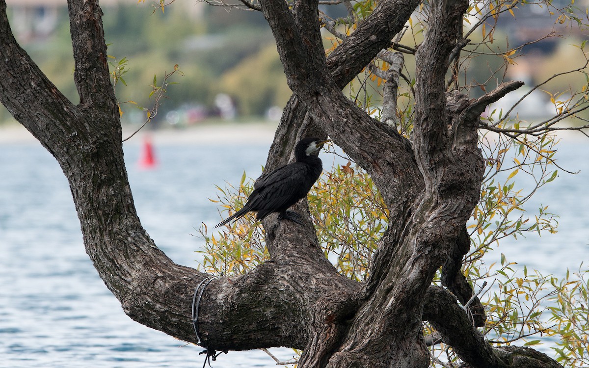Little Pied Cormorant - ML227087441