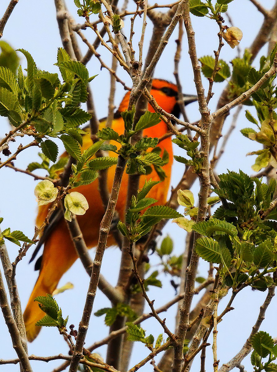 Bullock's Oriole - ML227087951
