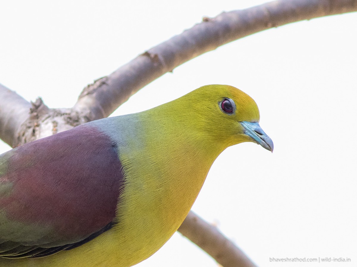 Wedge-tailed Green-Pigeon - Bhavesh Rathod