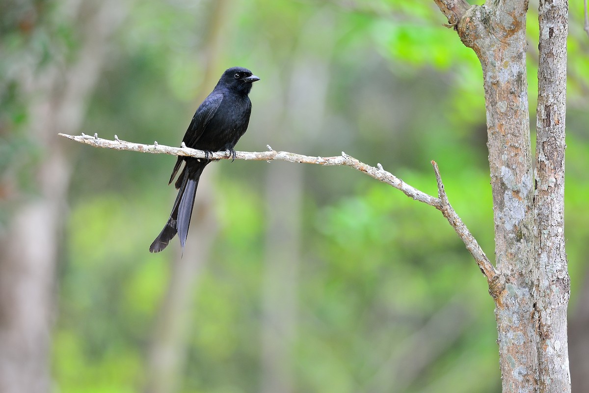 Black Drongo - ML227093811