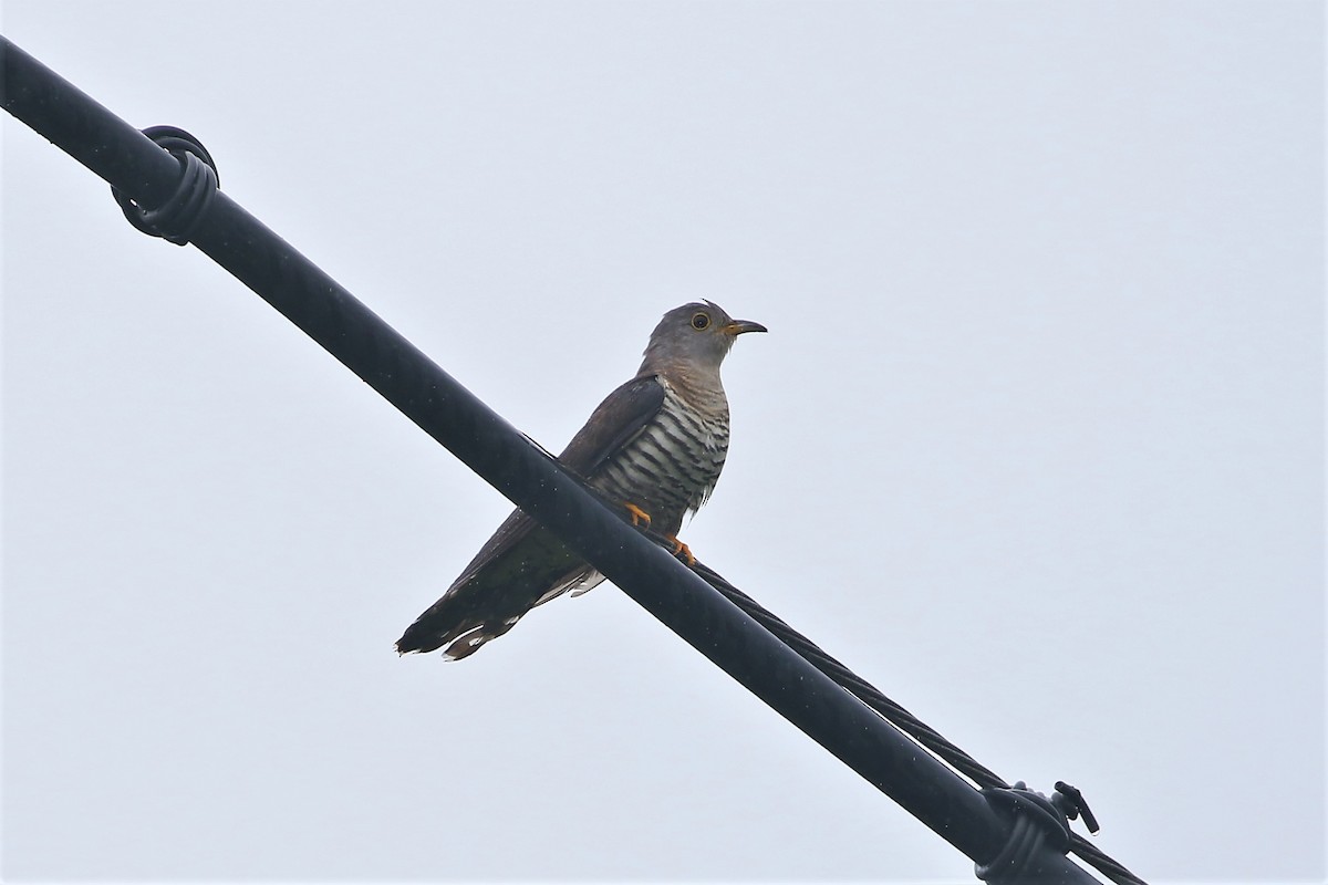 Lesser Cuckoo - ML227093951