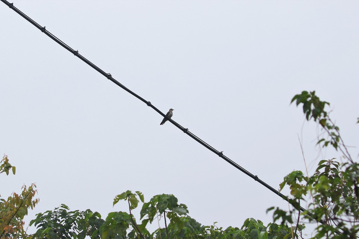 Lesser Cuckoo - Ko Cheng