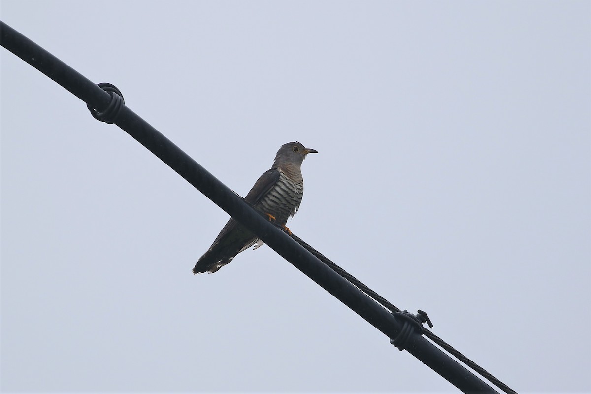 Lesser Cuckoo - ML227093981