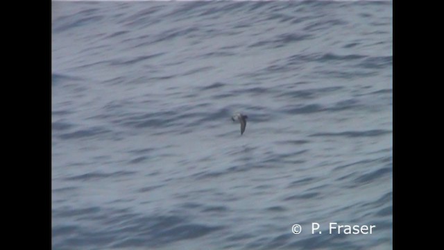 Gray-backed Storm-Petrel - ML227094521