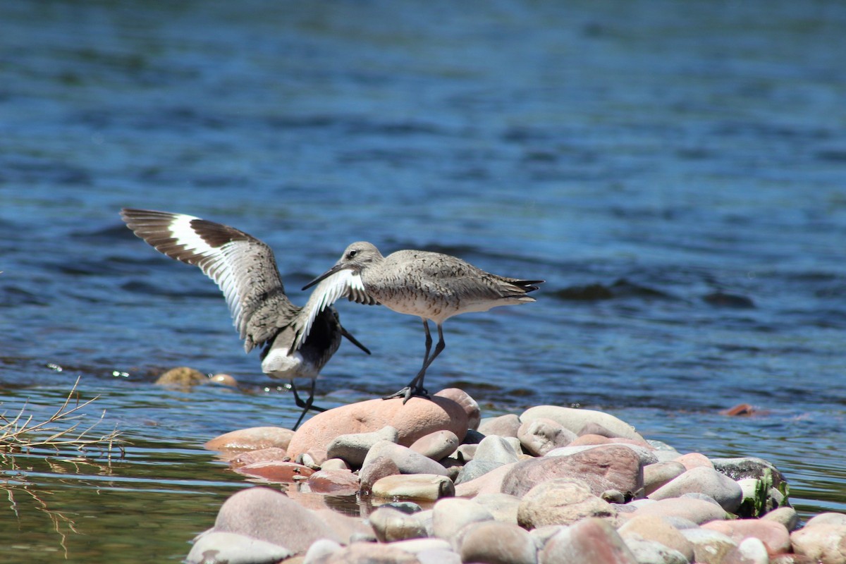 Willet - ML227095421