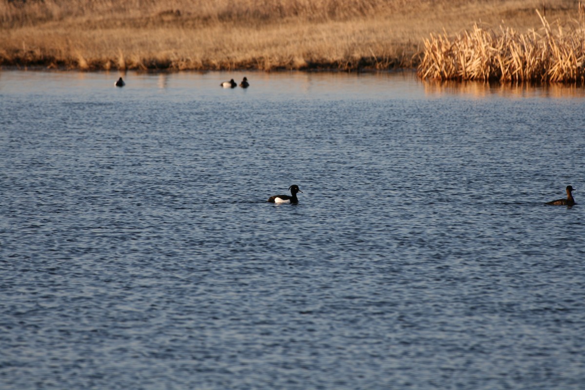 Tufted Duck - ML227095821