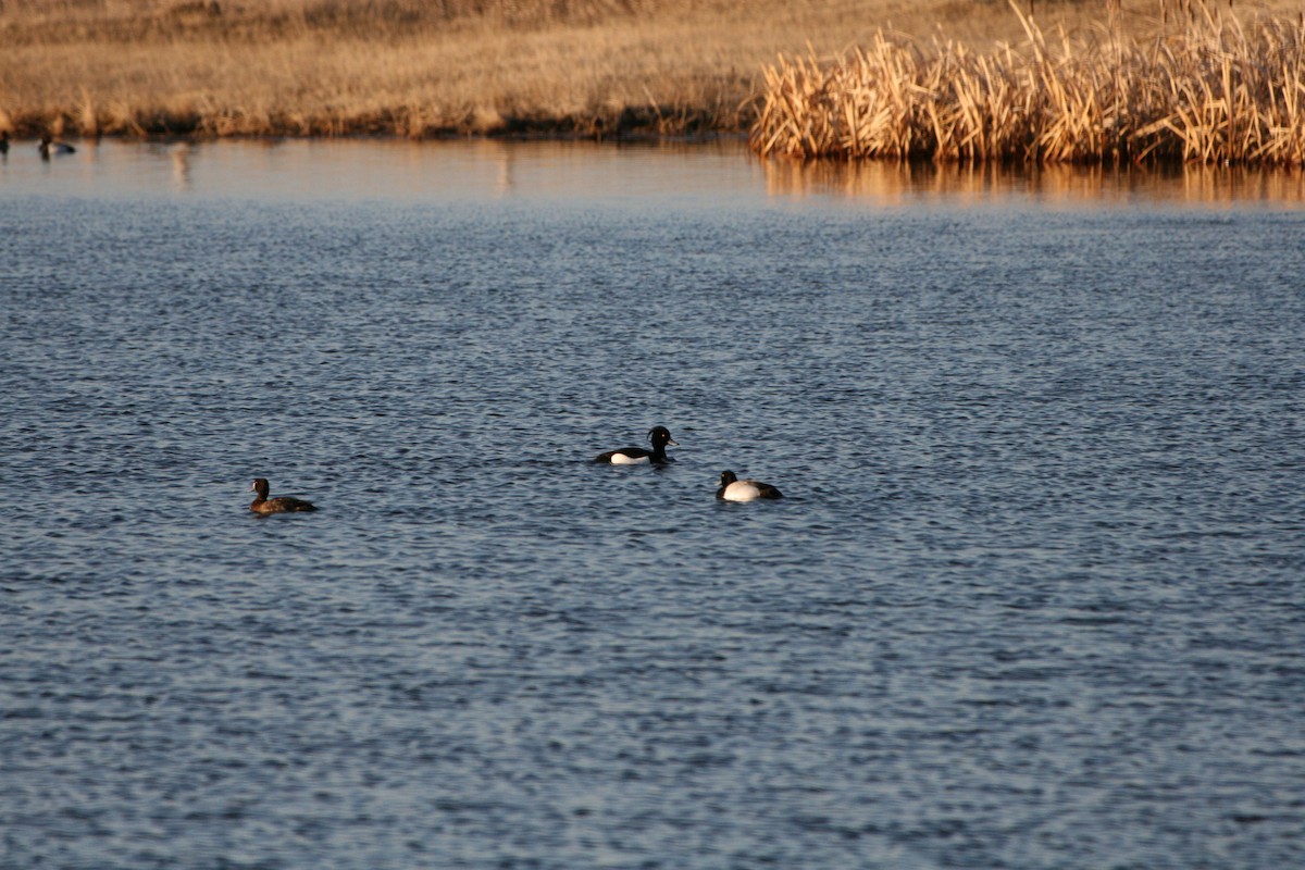 Tufted Duck - ML227095831