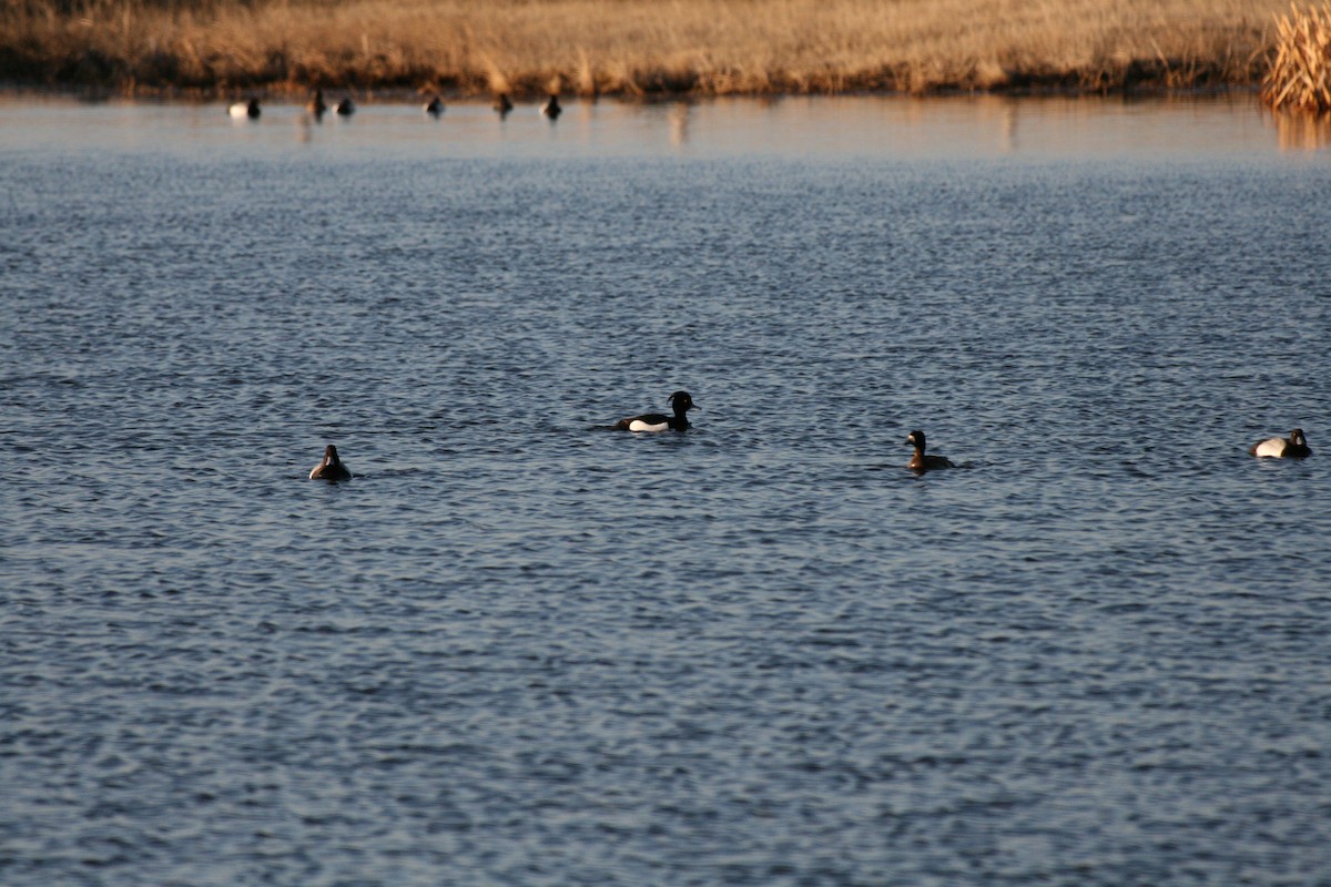 Tufted Duck - Klaus Daimler