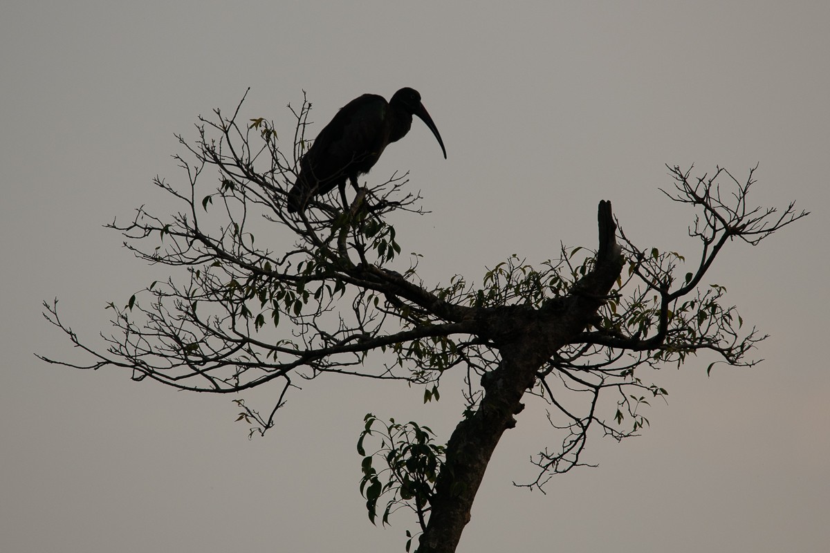 Hadada Ibis - ML227096671