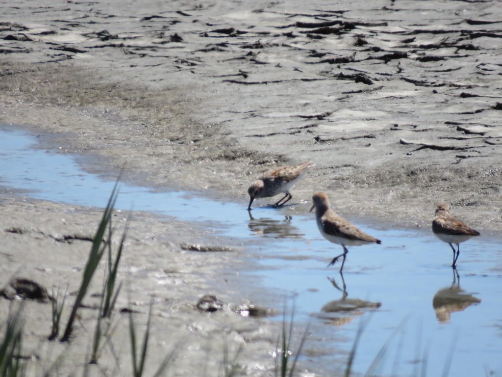 Least Sandpiper - ML227098061