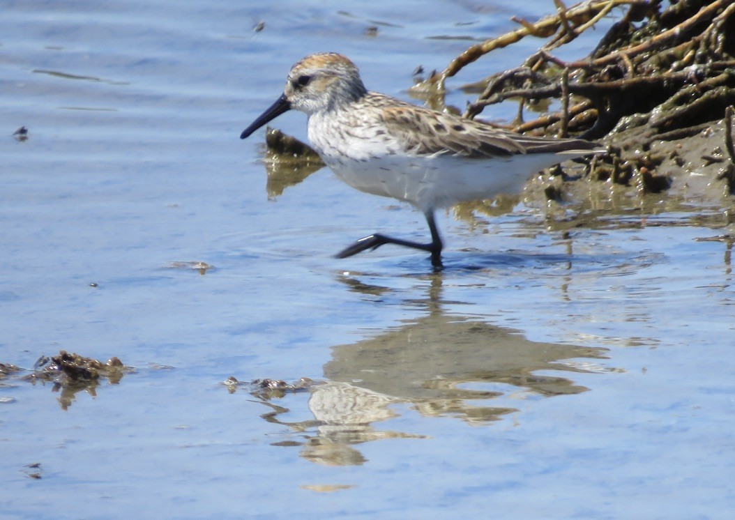 Western Sandpiper - Jennifer Rycenga