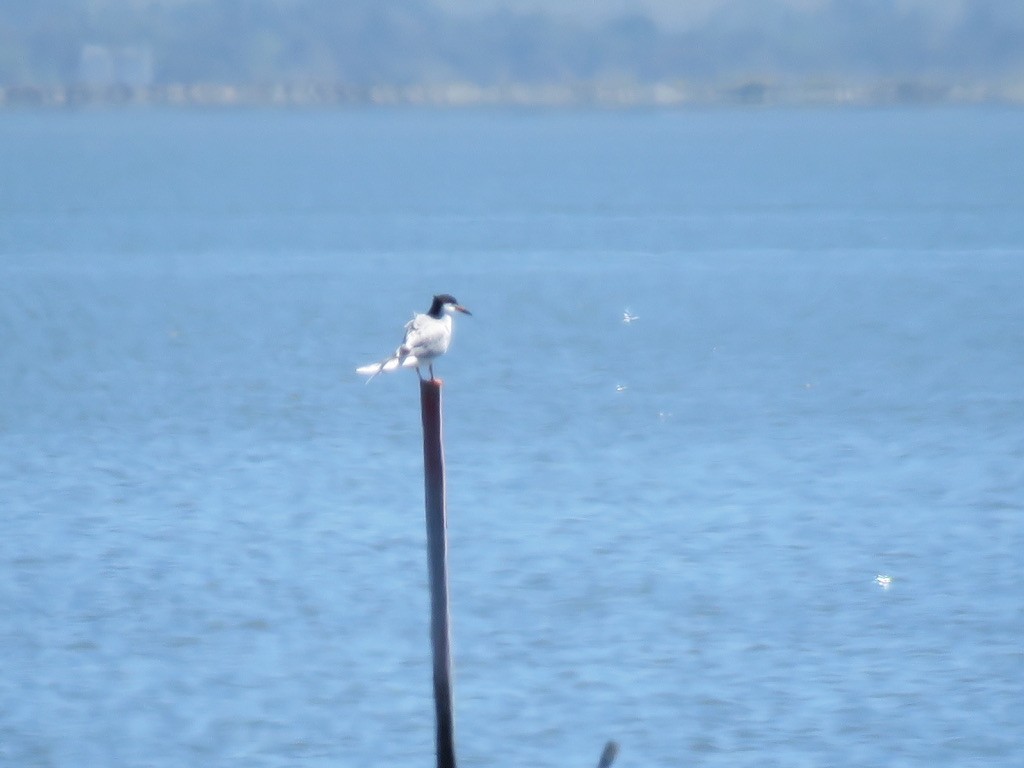 Forster's Tern - ML227098111