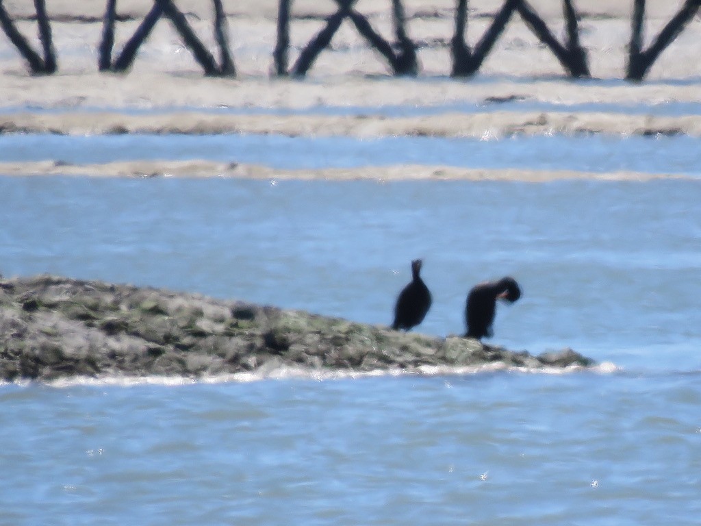 Double-crested Cormorant - ML227098211