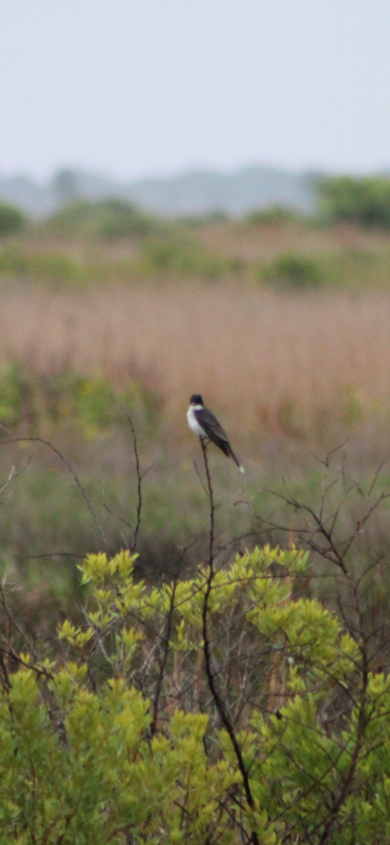 Schieferrücken-Königstyrann - ML227098231