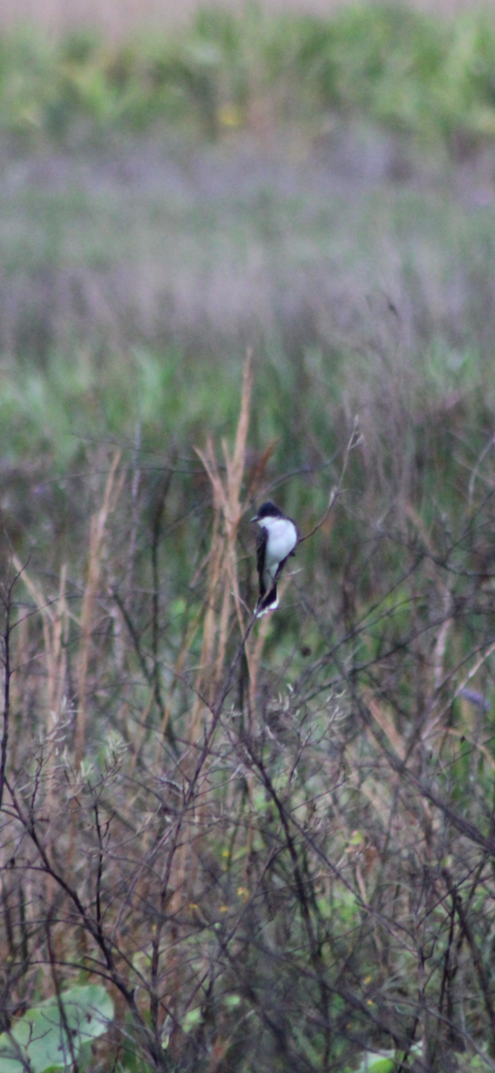 Eastern Kingbird - Derek LaFlamme